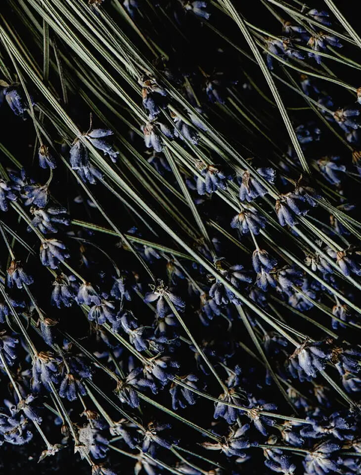 Floral Scents