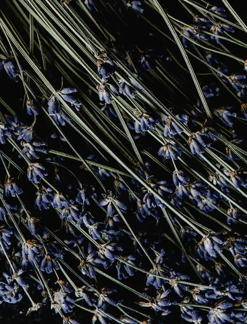Floral Scents